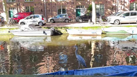 Garza-En-El-Barco-En-Un-Río-Amsterdam