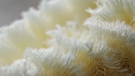 closeup of a lion's mane mushroom