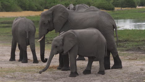 a baby elephant calf and its herd standing with a body of water in the background