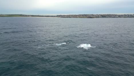 humpback whales appear flipping the tails on the surface of the ocean at maroubra beach sydney, nsw, australia