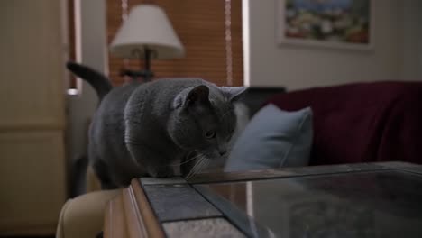 A-precious-little-munchkin-cat-carefully-climbing-up-onto-a-glass-table,-and-then-walking-around-on-its-surface