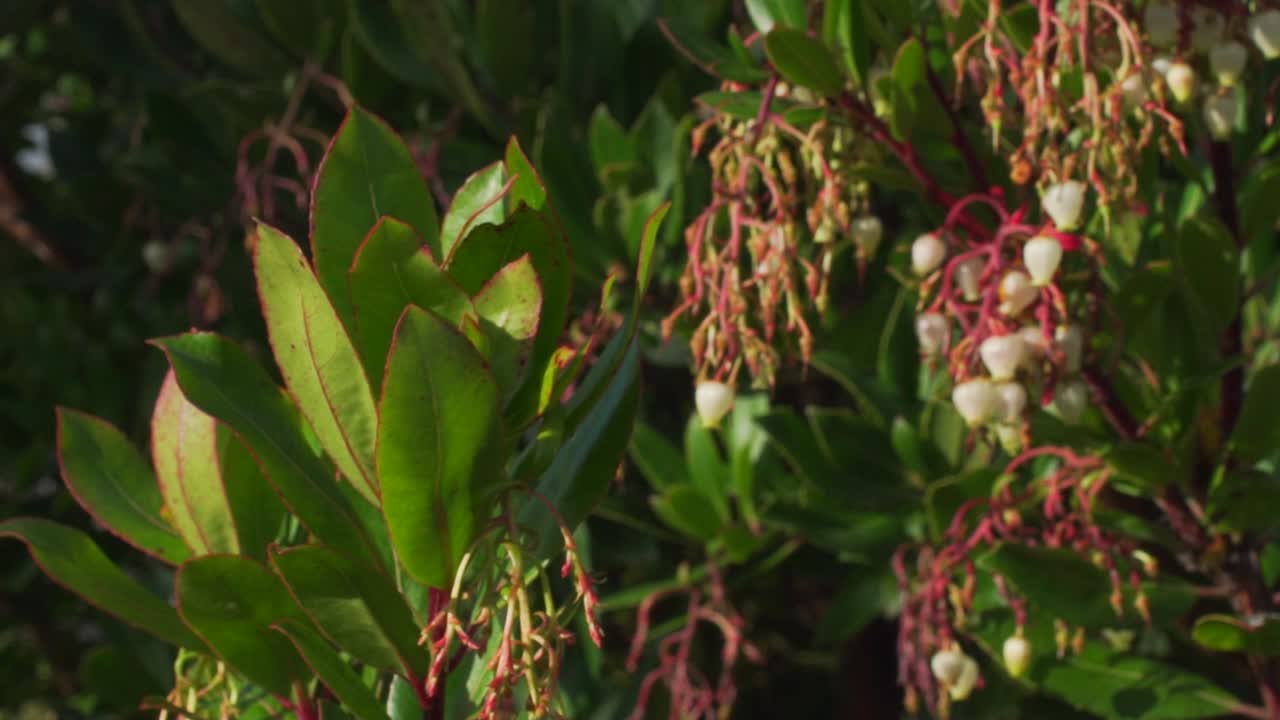 Closeup of a tree branch with green and red leaves. Breeze in the leaves. White flowers