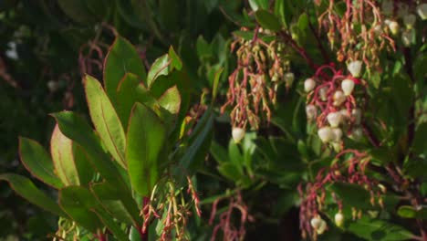 closeup of a tree branch with green and red leaves. breeze in the leaves. white flowers