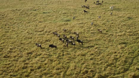 vanuit de hand geschoten van gnoes en zebra's op met gras begroeide afrikaanse vlakten