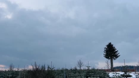 Feld-Mit-Schnee-Bedeckt-Und-Einige-Bäume-Und-Tannen-Wachsen