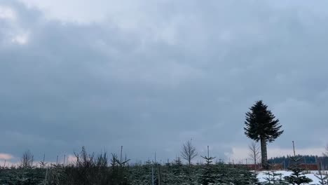 field covered with snow and some trees and fir tree growing