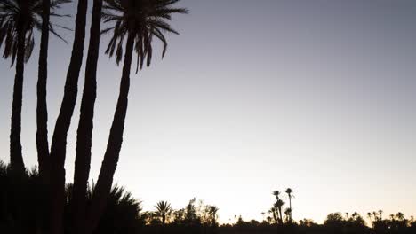 palm sky 00