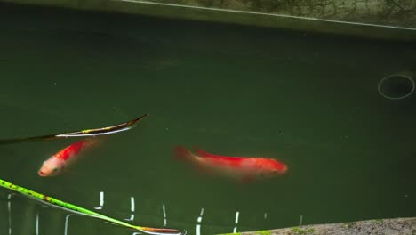 two fish swimming in the pond