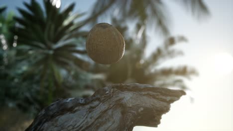 extreme slow motion falling coconut in jungle