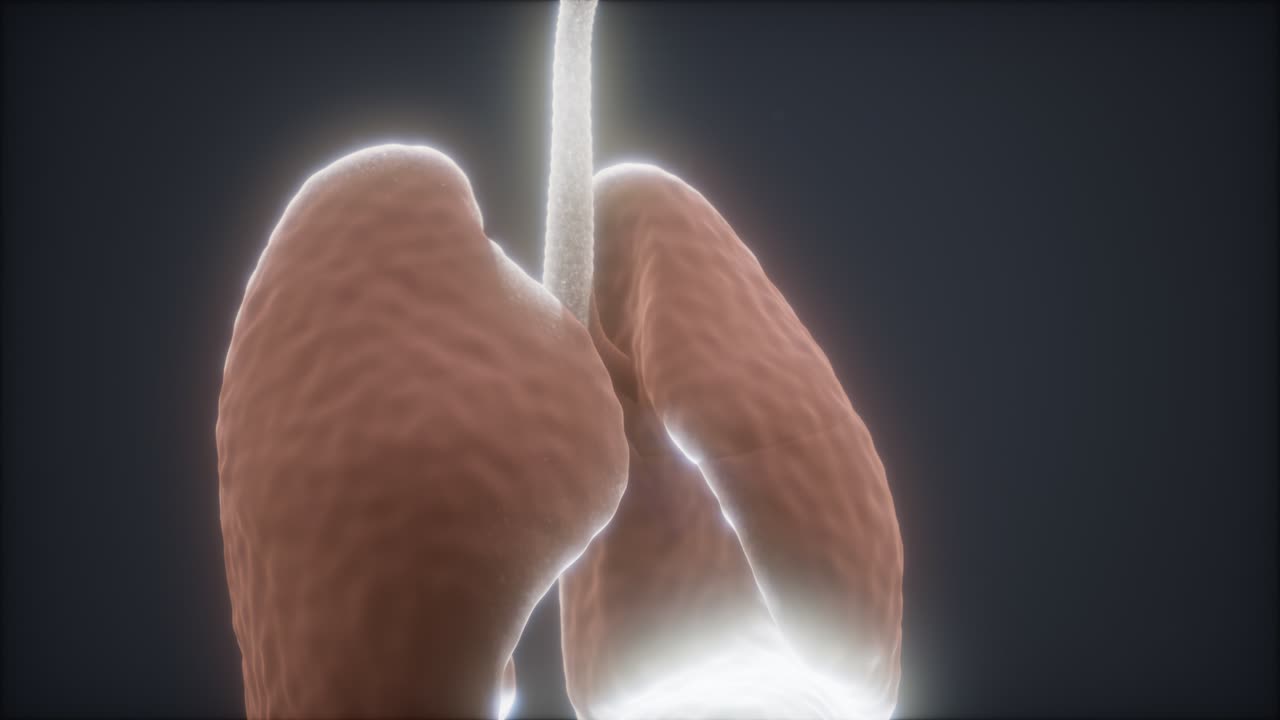 animación en 3d de los pulmones humanos