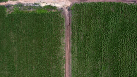 Vista-Aérea-De-Drones-Vista-Superior-Vista-Amplia-De-Una-Pequeña-Intersección-De-Carretera-De-Tierra-Rodeada-De-Grandes-Campos-De-Caña-De-Azúcar-Verde-Tropical-Que-Crece-En-Tibau-Do-Sul,-Rio-Grande-Do-Norte,-Brasil