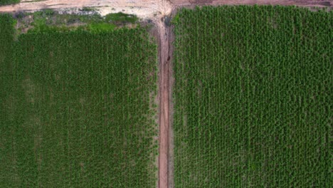 vista panorámica de una pequeña intersección de carretera de tierra rodeada de grandes campos de caña de azúcar verde tropical que crece en tibau do sul, río grande do norte, brasil