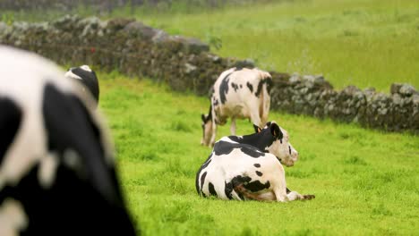 Holstein-Cows-Grazing-And-Laying-On-The-Field-In-Terceira-Island,-Portugal