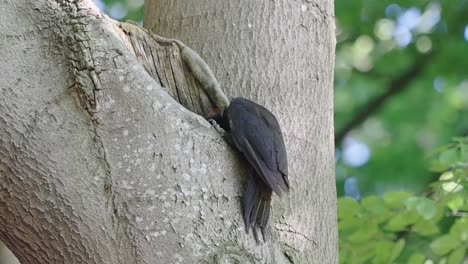 Adult-black-woodpecker-perched-and-feeding-on-insects,-treetop-in-forest,-bokeh-leaves