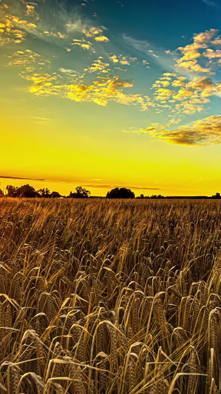 Timelapse di un campo dorato al tramonto, atmosfera emozionante e tranquilla