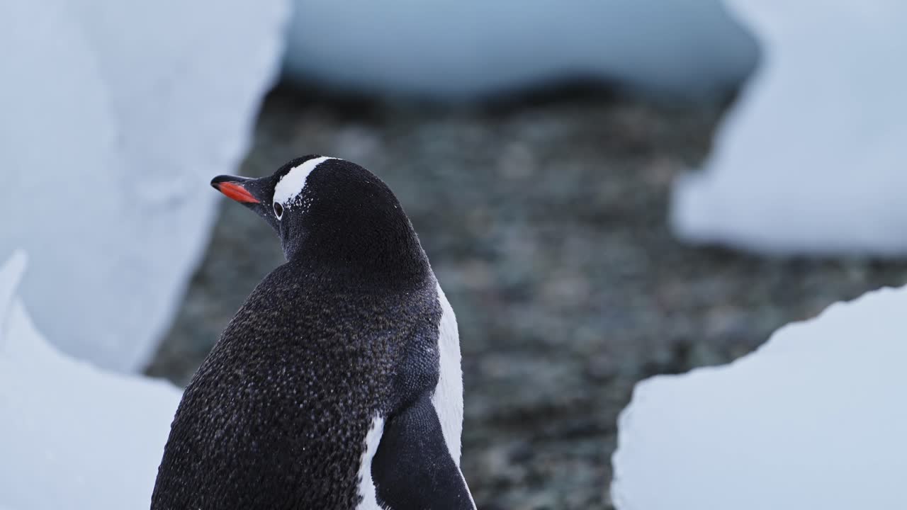 pingüino caminando en la playa de la antártida con hielo y icebergs mientras nieva en la antártica, pingüinos gentoo en vida silvestre y animales viaje en la península antártica, hermoso pájaro lindo en área de conservación
