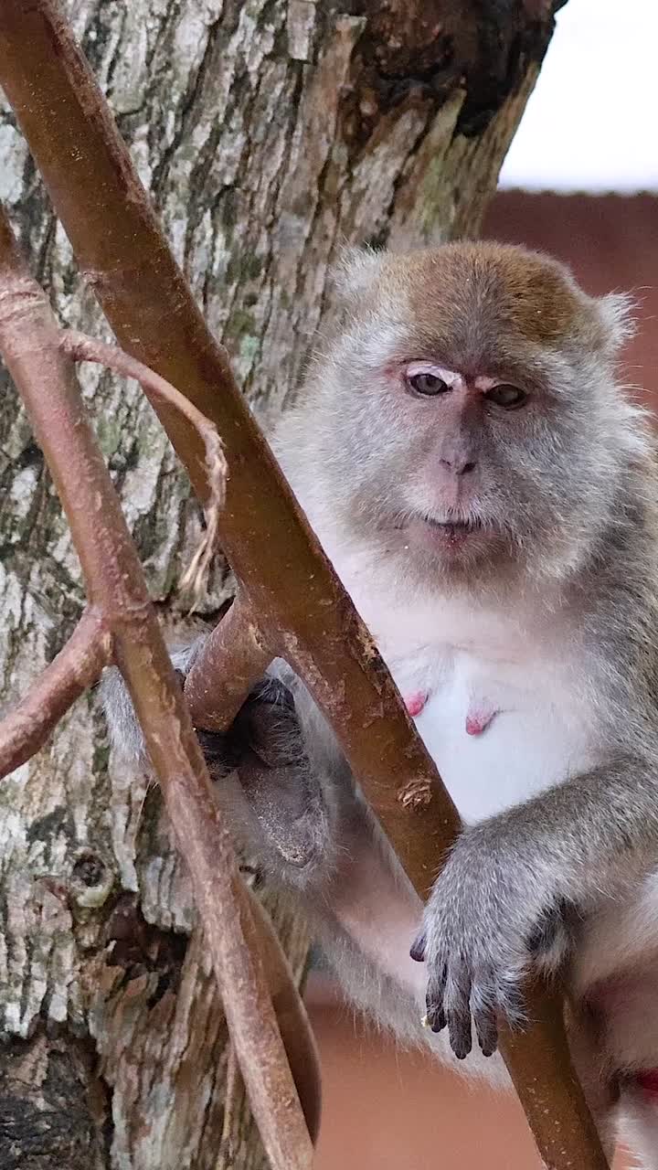 Scimmia con albero a Krabi, Thailandia