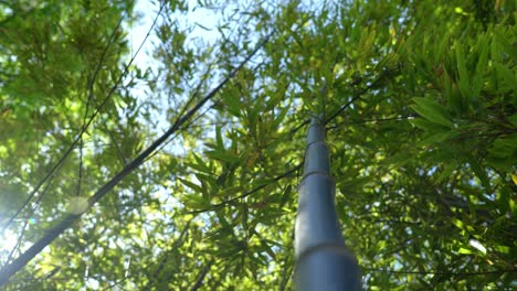 Toma-De-ángulo-Bajo-De-Un-árbol-Con-La-Luz-Del-Sol-Entrando-A-Través-Del-Follaje.