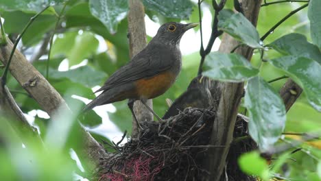 Rotbauchdrosselvogel-Füttert-Seine-Jungen-Im-Nest-Bei-Starkem-Regen