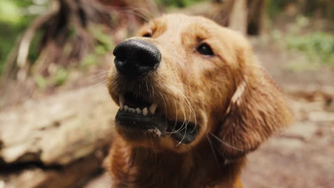 golden retriever puppy smiling in forest trail