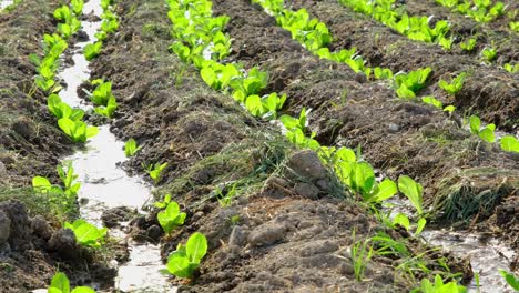 el campo en el que se cultivan varias lechuga está irrigado por un sistema de riego. concepto de agricultura