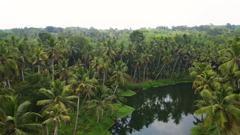 aerial drone shot capturing kerala's scenic forest with coconut groves and a sparkling river cutting through.