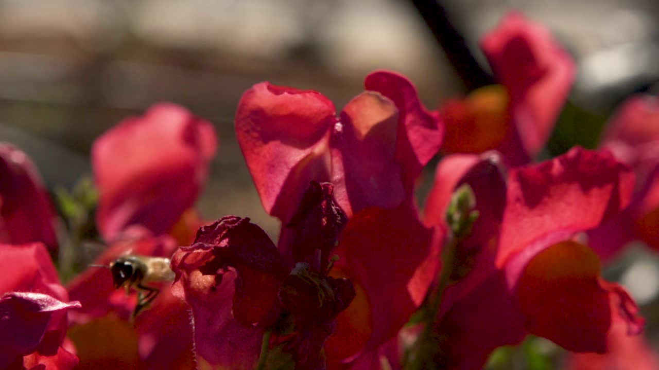 Bombi che raccolgono nettare e polline dai fiori rossi. Ape che raccoglie polline. Incantevoli fiori rossi primaverili