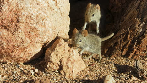 a four-striped grass mouse rests its front legs on a small rock and observes its surroundings. a second mouse emerges from a burrow in the background. startled, both mice retreat into their burrow.