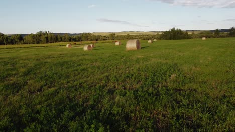 cows at a green field with bales approached alberta canada