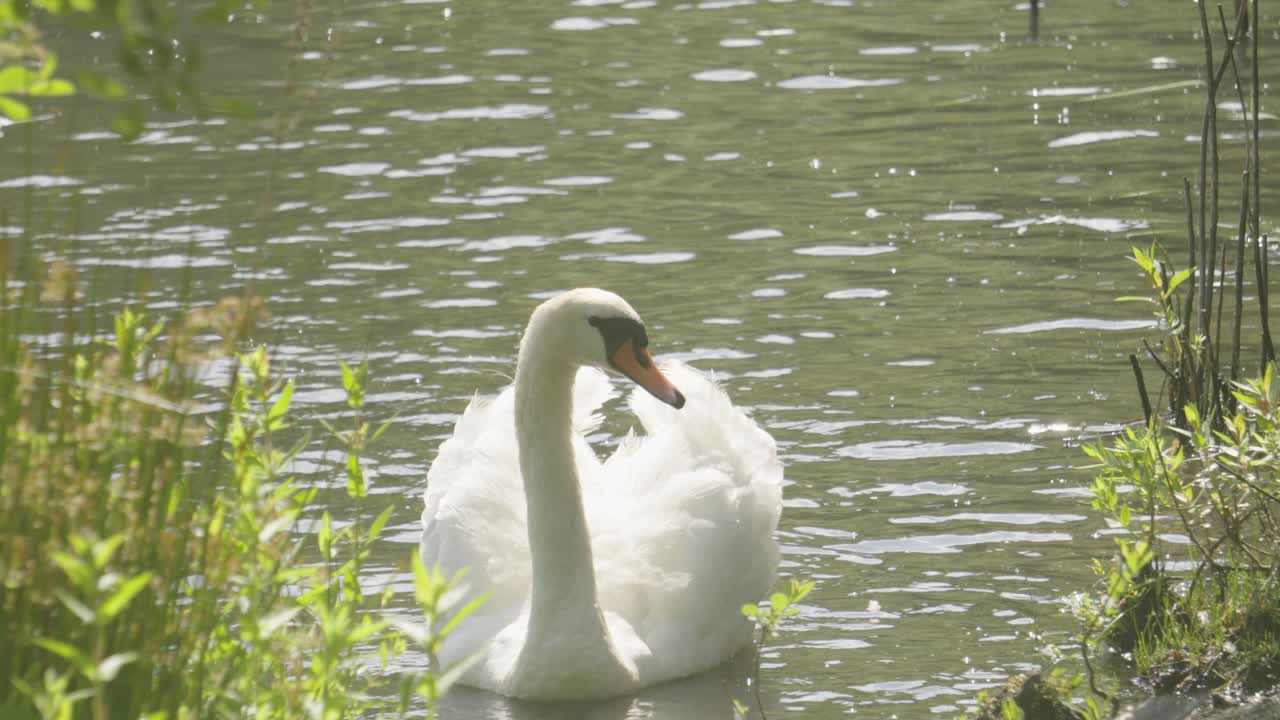 Swan Bird Shaking Tail Feather in Slow Motion on Glistening Sun Lake. Beautiful Animal in Natural Environment.