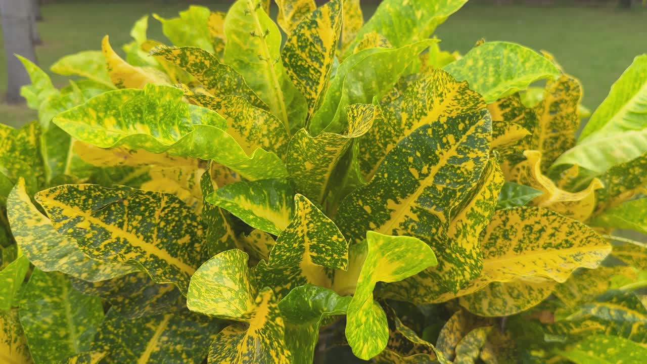 Camera circling around the Gold Dust Croton, a stunning plant with vibrant, variegated leaves featuring a mix of green and yellow hues