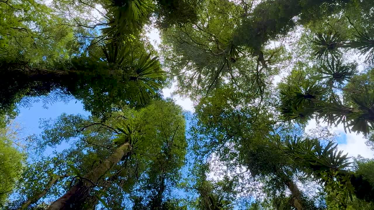 La telecamera ruota sotto gli imponenti alberi della foresta pluviale, rivelando una lussureggiante chioma verde e il cielo azzurro sopra