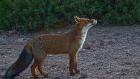 adorable full shot of red fox with big fluffy tail looking up for food, day