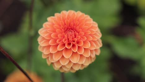 dahlia flower at morning light in green garden