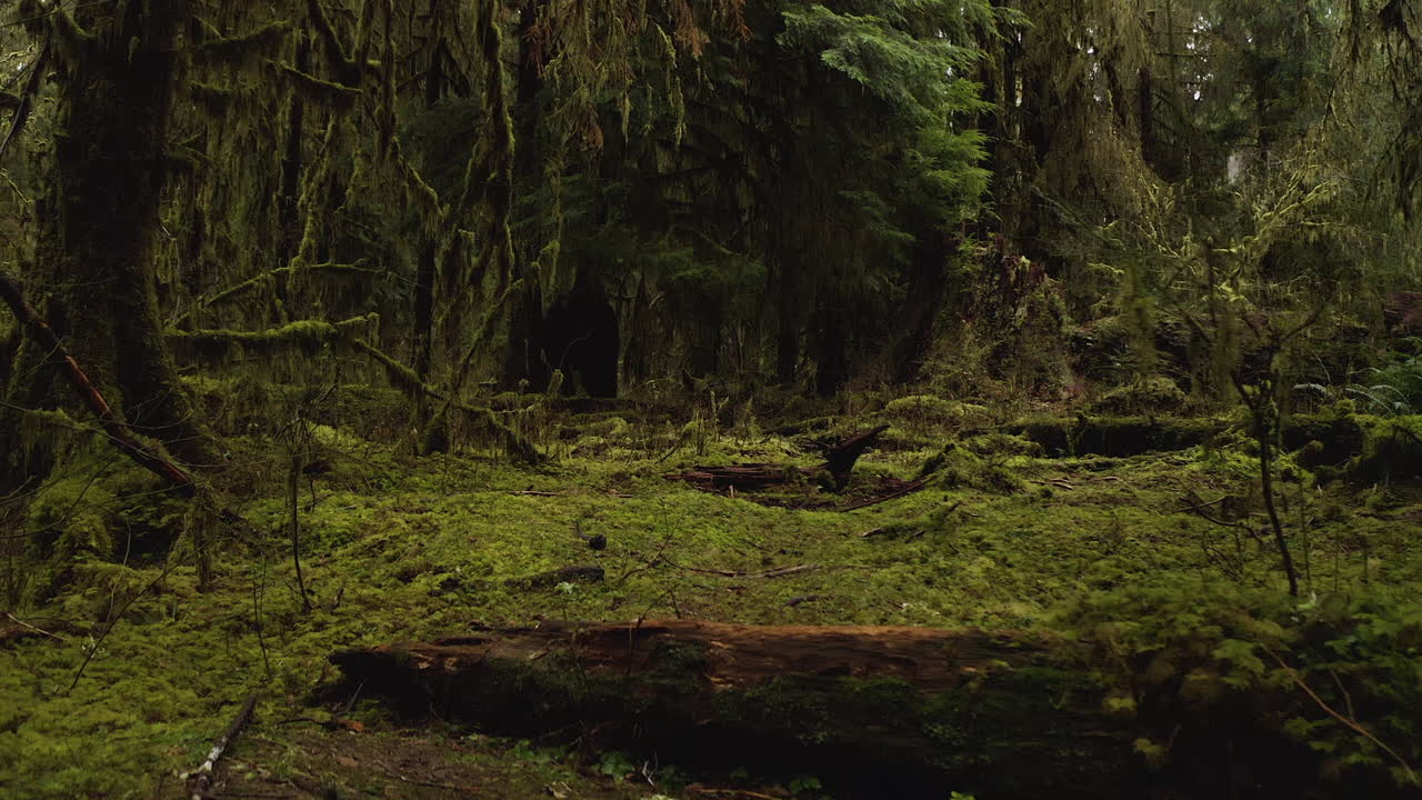 bosque tropical de hoh con tronco de enfermera, árboles cubiertos de musgo y helechos en el parque nacional olímpico, washington, ee.uu.