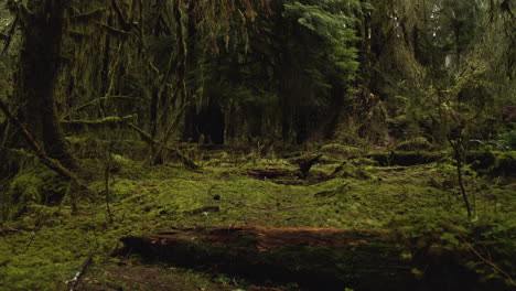 Hoh-Rainforest-With-Nurse-Log,-Moss-covered-Trees,-and-Ferns-in-Olympic-National-Park,-Washington,-USA