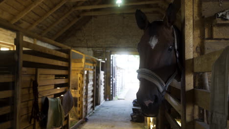 horse in the stable