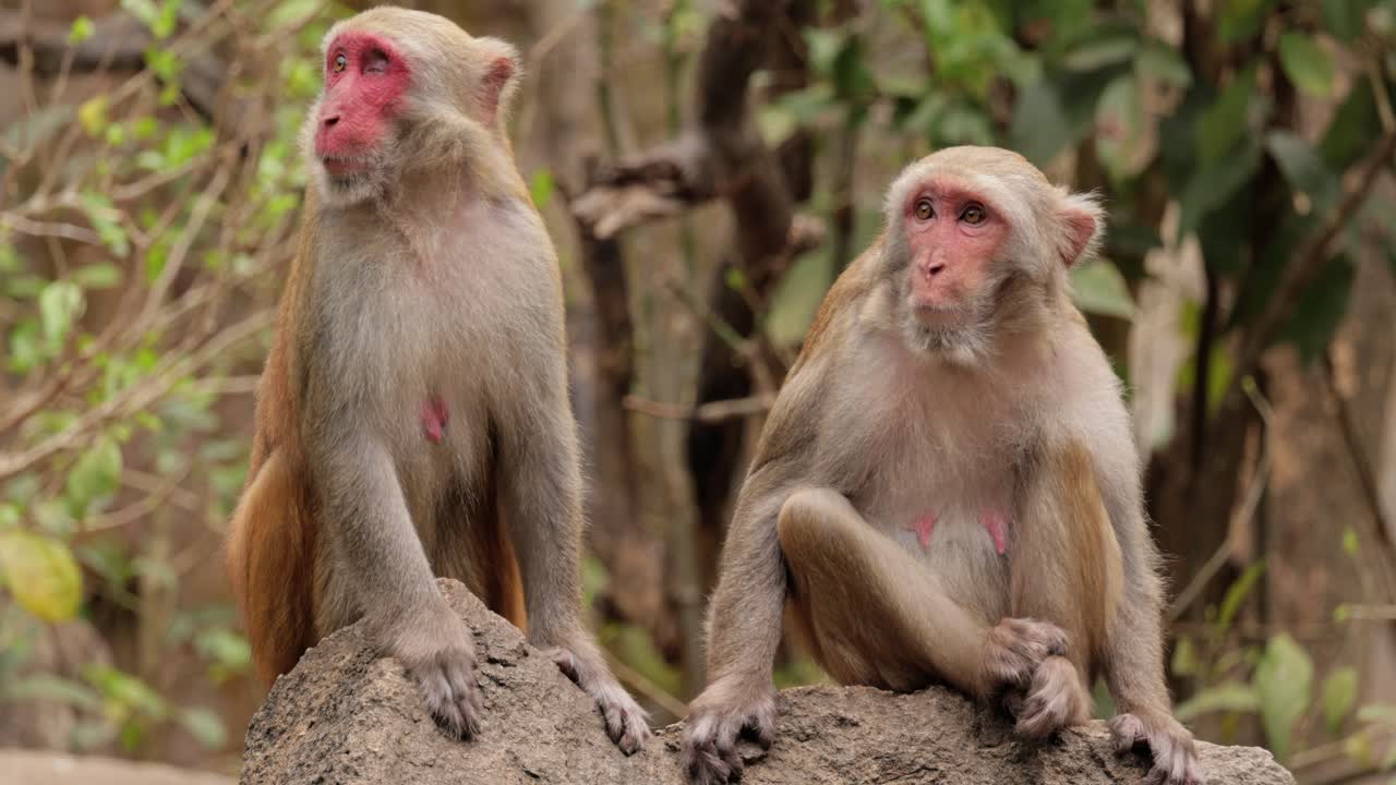 Macaques in nature. Macaques constitute a genus (Macaca) of gregarious monkeys. Macaques are found in a variety of habitats throughout the Asian continent and are highly adaptable