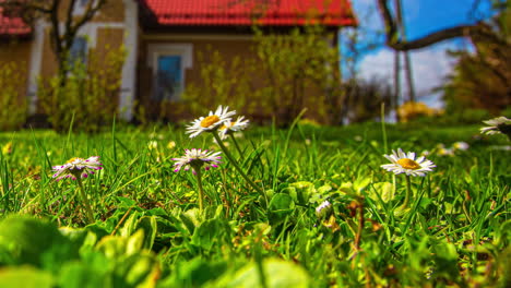 Common Daisy Blooming Over Green Fields. Timelapse