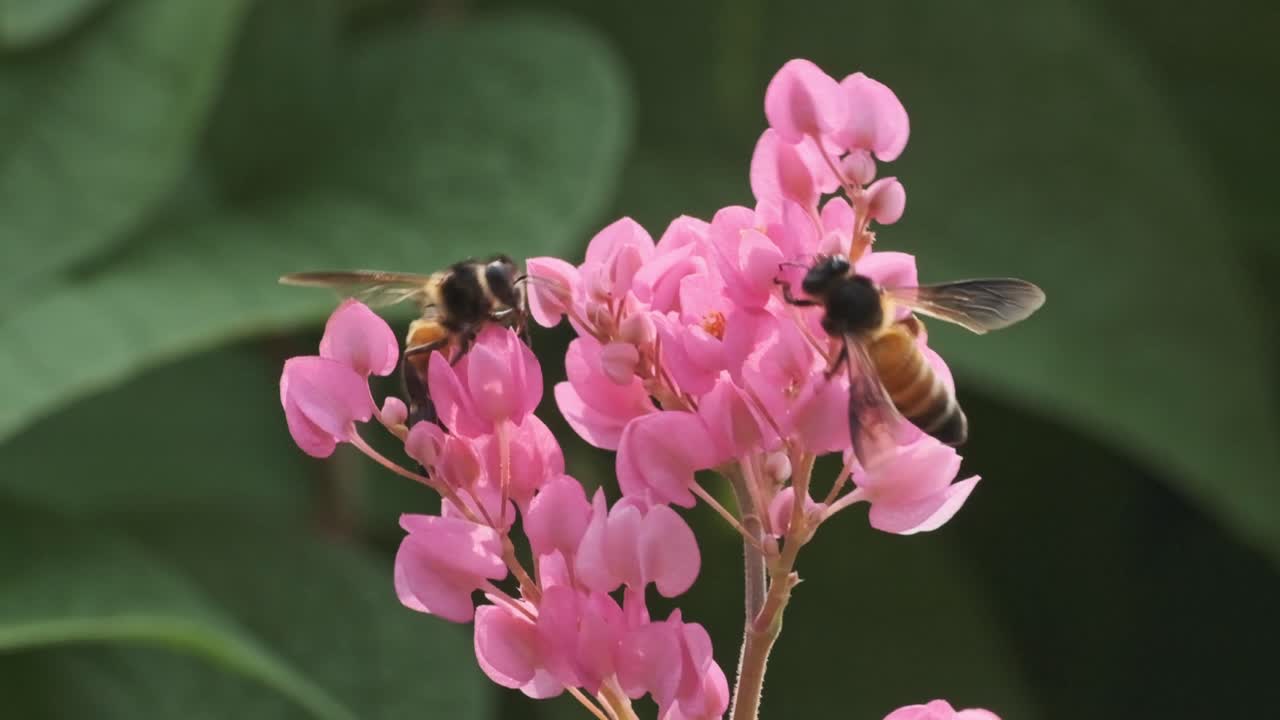 밝은 분홍색 꽃 안티고논 렙토푸스 느린 동작에 두 개의 큰 인도 꿀벌