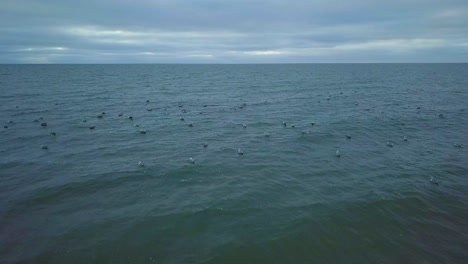 Erstellung-Einer-Luftaufnahme-Der-Ostseeküste-An-Einem-Bewölkten-Tag,-Möwen,-Die-In-Die-Luft-Aufsteigen,-Niedrige-Wellen,-Die-Gegen-Die-Küste-Schlagen,-Klimaveränderungen,-Weitwinkel-Drohnenschuss,-Der-Sich-Vorwärts-Bewegt