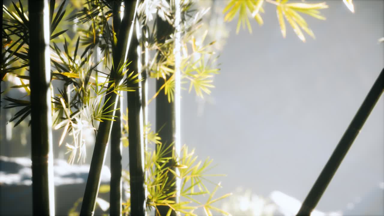 bosque de bambú asiático con luz solar