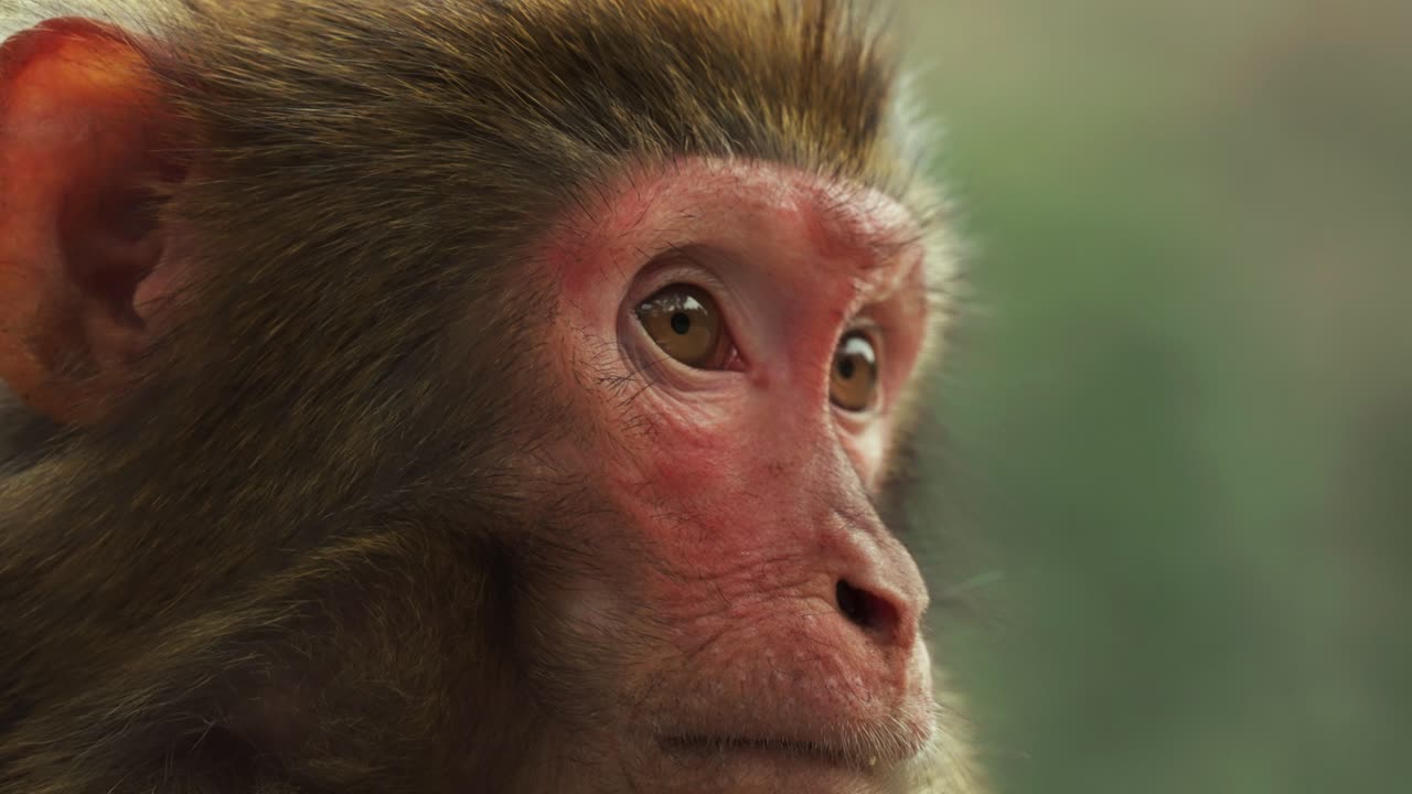 Red-Faced Macaque Portrait with Beautiful Fur Texture and Expressive Eyes