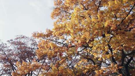 close up shot of an oak tree