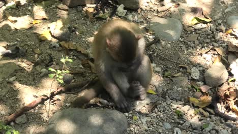 wild macaque monkey eat seeds on monkey island in nha trang, vietnam, showing natural feeding behavior during a wildlife encounter