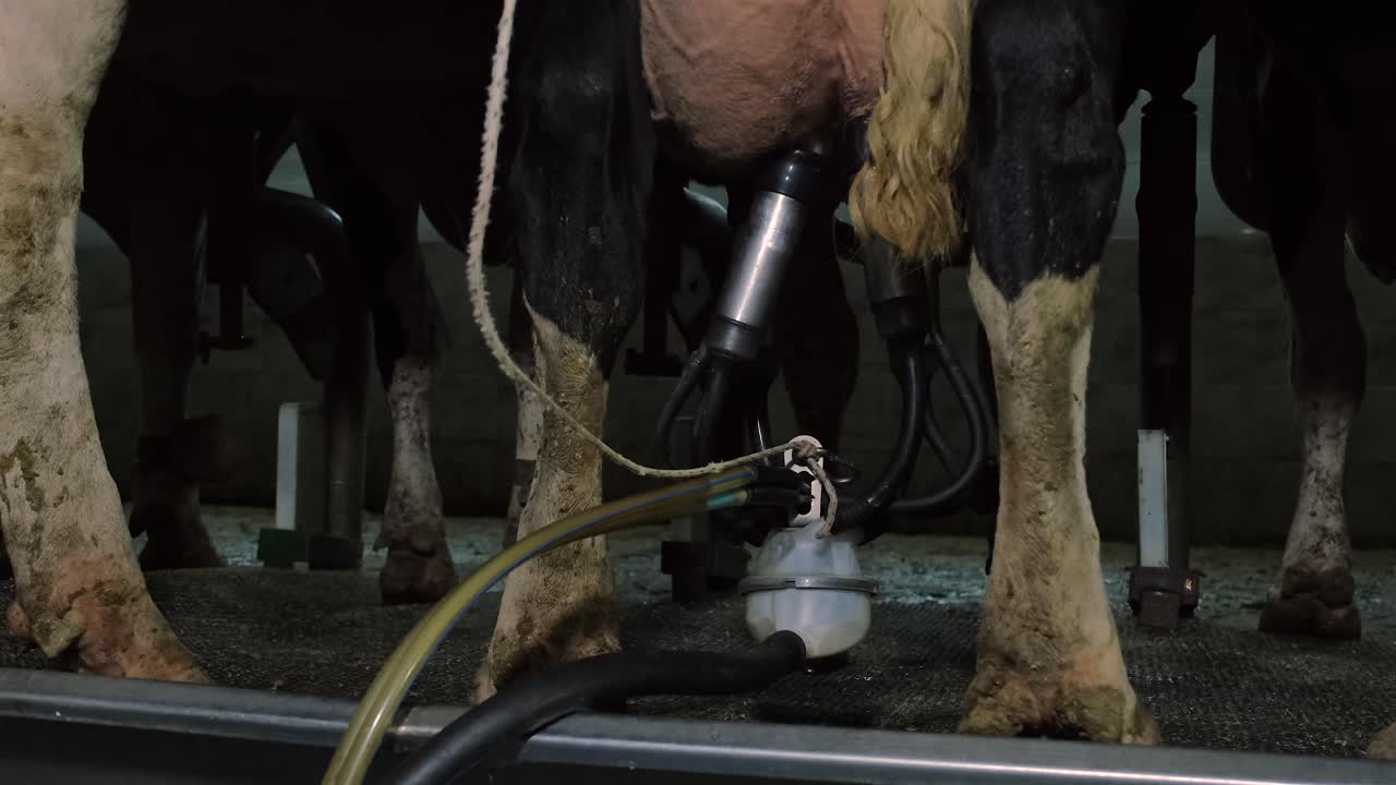 in turchia, paesi del medio oriente, cura delle mucche, mungitura, foraggio, vita agricola, latte di mucca