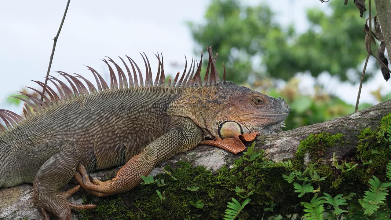 Iguana che riposa su un ramo muschioso