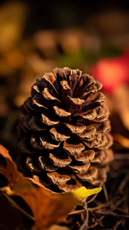 A close-up of a pine cone on the ground among autumn leaves