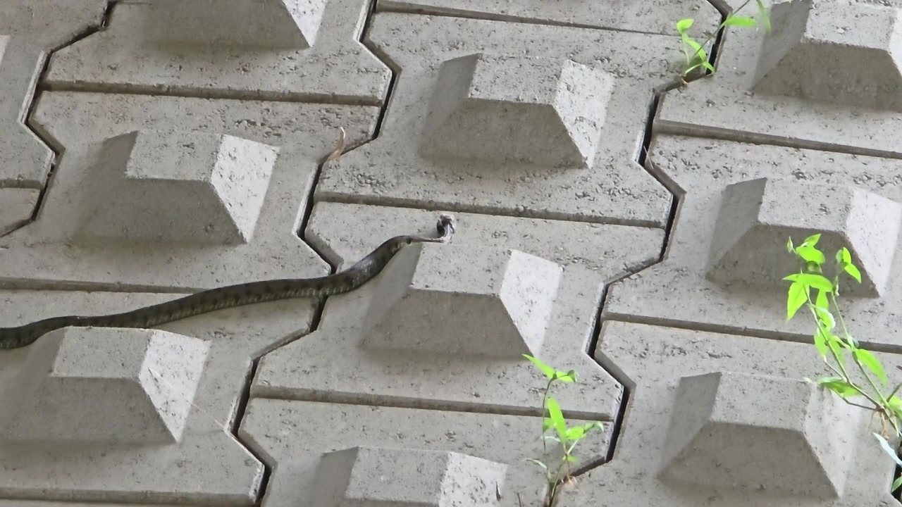 Tigervannsnok kryper over mønstrede betongheller nær Yangjae-elven i Seoul, og viser naturlige tegninger og et møte med byens dyreliv
