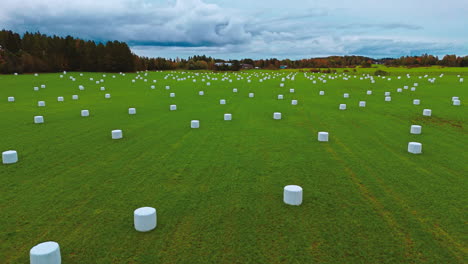 recently harvested feed or fodder wrapped in white plastic bales on a green field